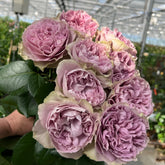 Villa Lila Rose